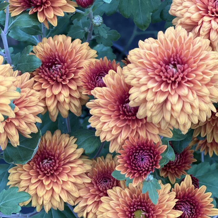 Chrysanthemum Sienna Bronze