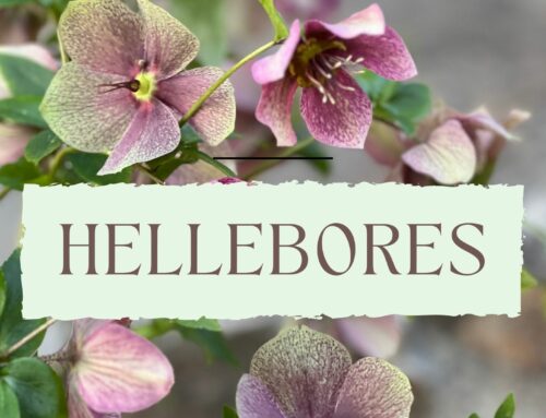 A Guide to Growing Hellebores