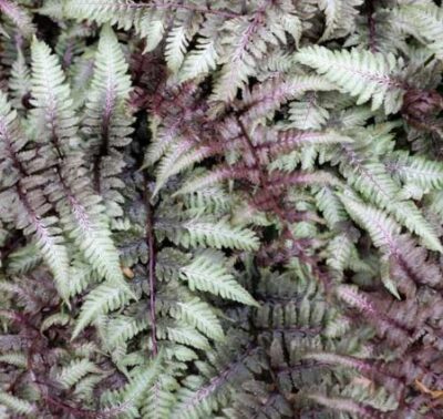 Athyrium niponicum var. pictum Red Beauty