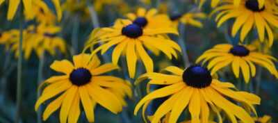 Black-eyed susan