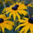 Black-eyed susan