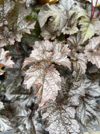 astilbe chocolate shogun foliage