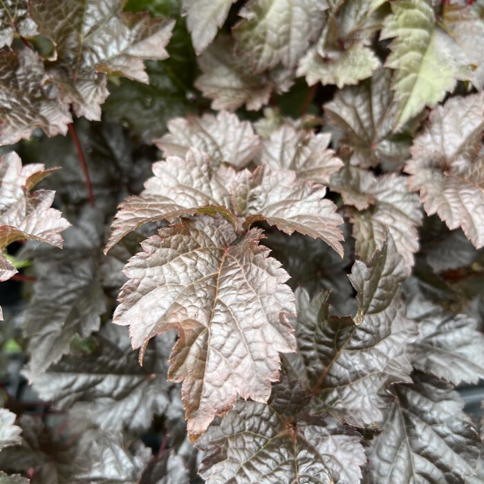 astilbe chocolate shogun foliage