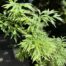 sambucus nigra Emerald lace