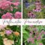 Pollinator Paradise Collection- Sedum Yarrow, Echinacea, Joey Pye Weed
