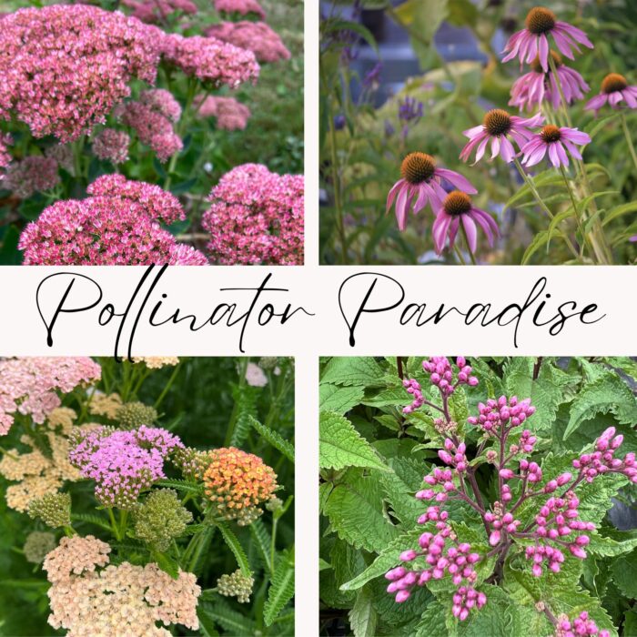 Pollinator Paradise Collection- Sedum Yarrow, Echinacea, Joey Pye Weed