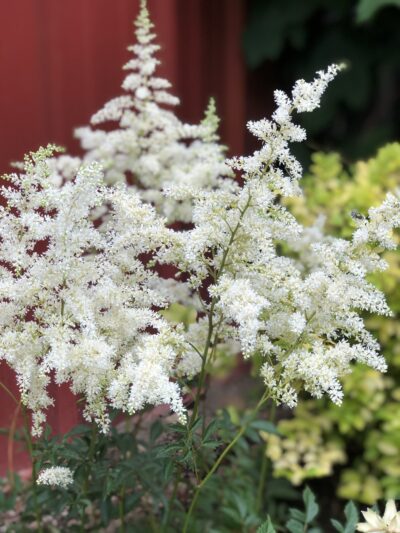 Astilbe bridal veil