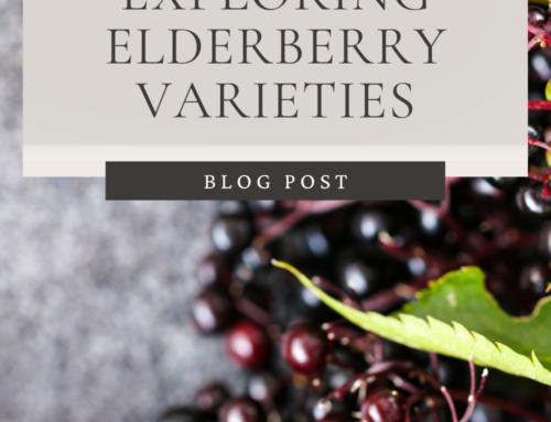Exploring Elderberry Varieties