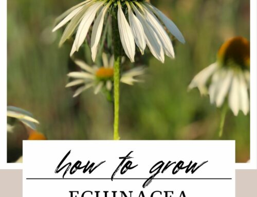 Plant Profile: Echinacea