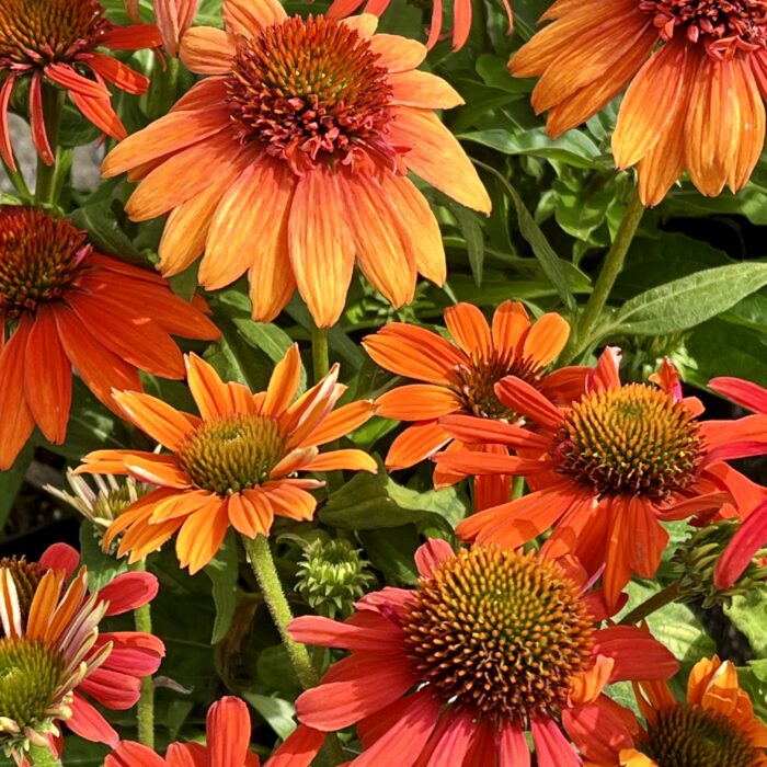 Echinacea Adobe Orange in August