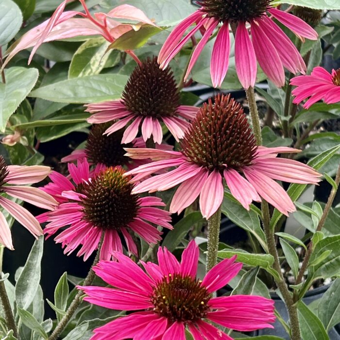 Echinacea Dark Shadows Wicked in August