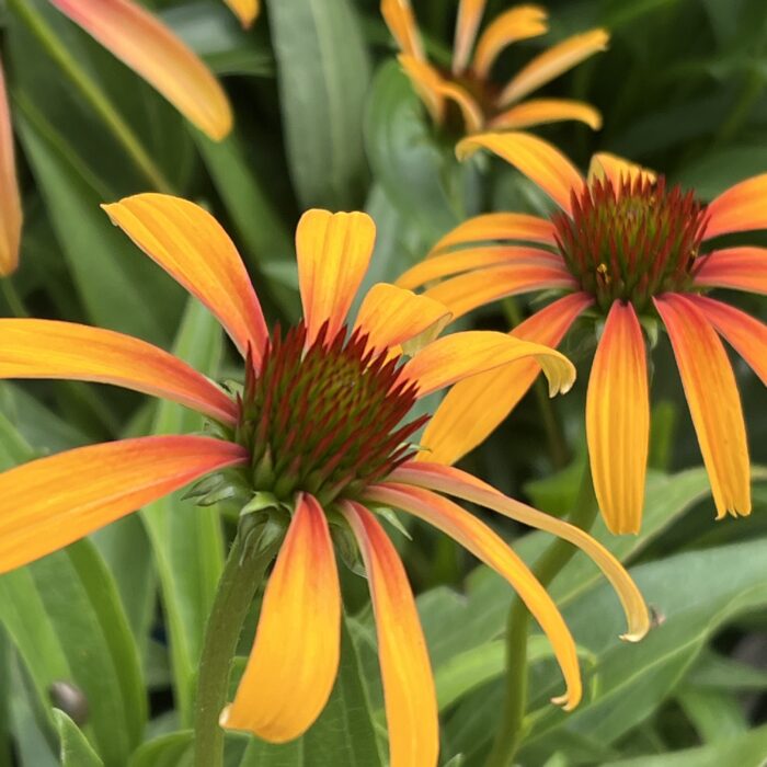 Echinacea Fiery Meadow Mama in August