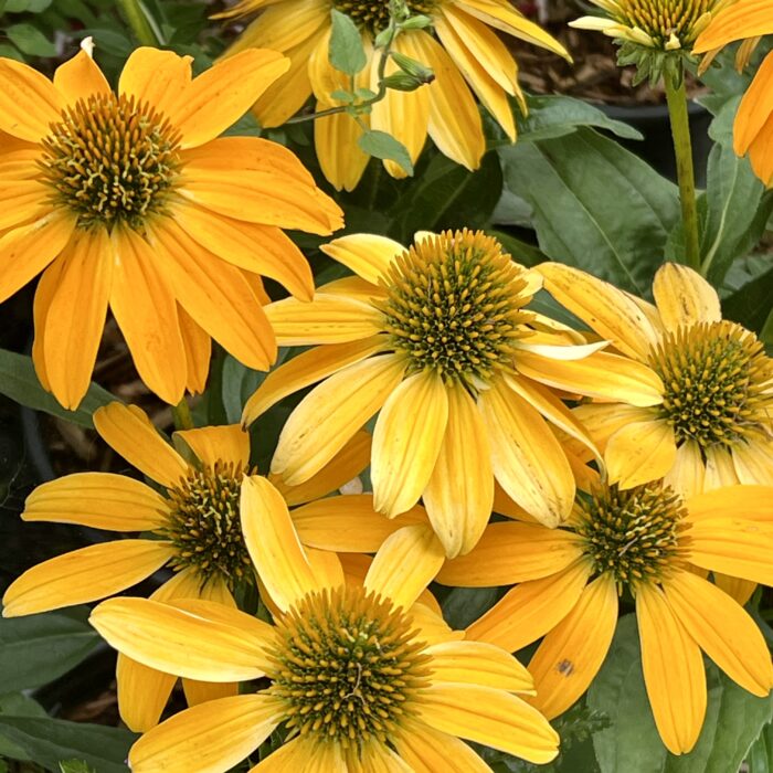 Echinacea Guatemala Gold in August