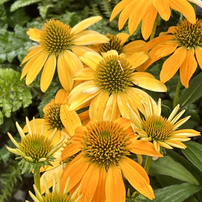 Echinacea Guatemala Gold in august