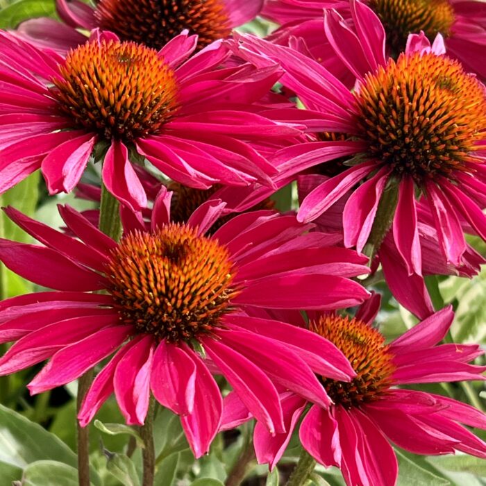 Echinacea Kismet Raspberry in August