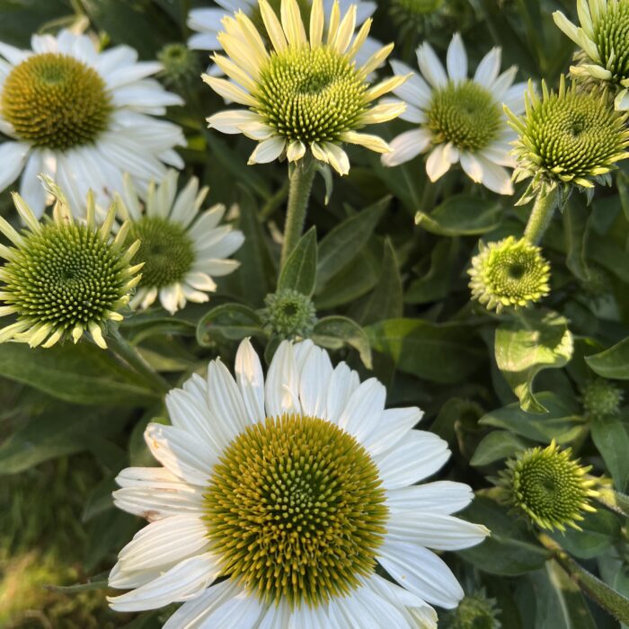 Echinacea Kismet white coneflower