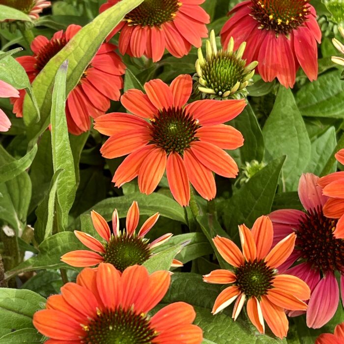 Echinacea Sombrero Poco Hot Coral in August