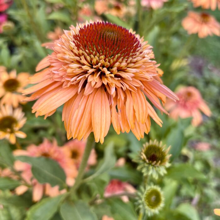 Echinacea Supreme Canataloupe in August