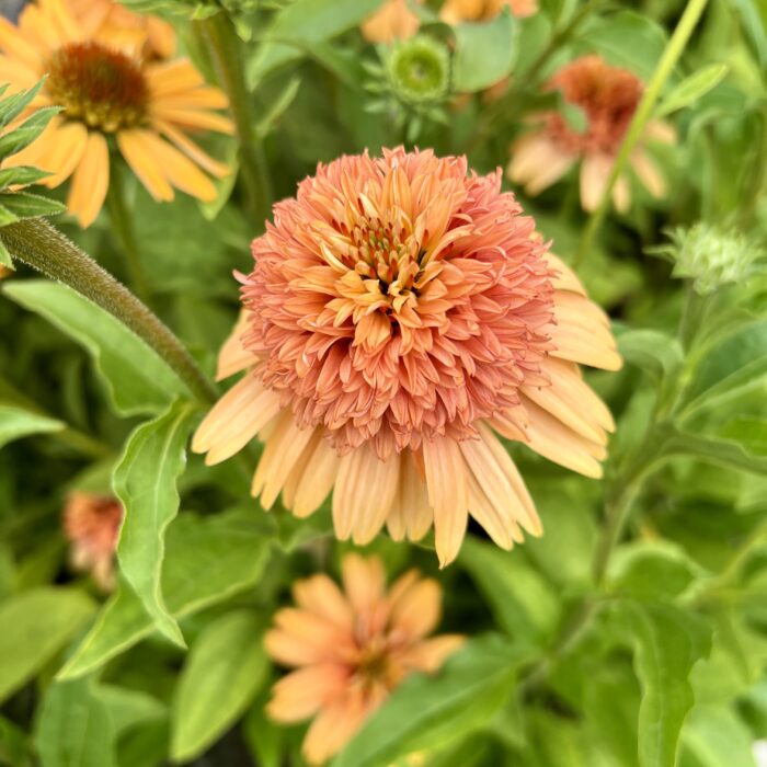 Echinacea