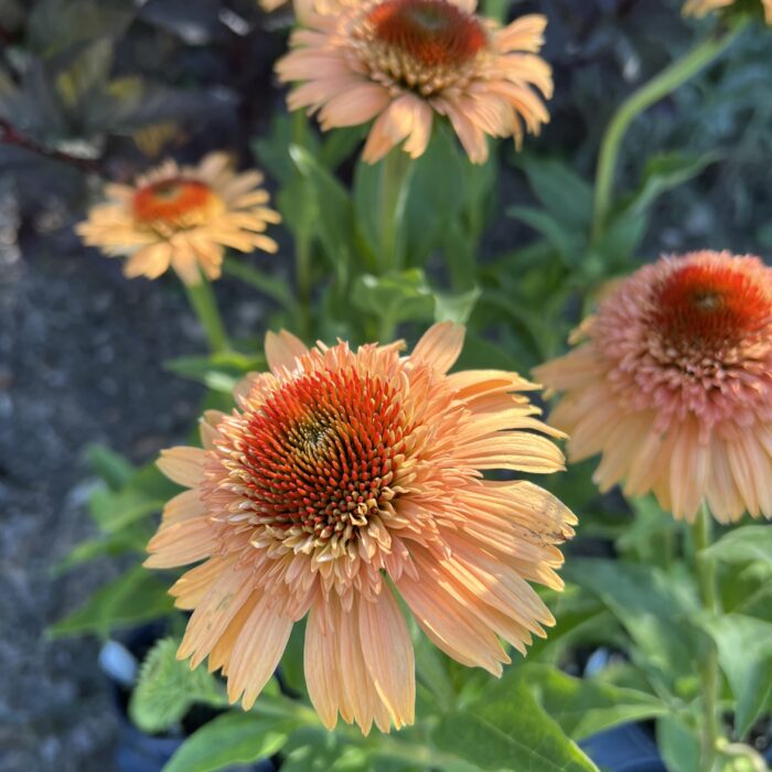 Echinacea Supreme Cantaloupe