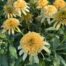 Echinacea Cone-fections Lemon Drop in august