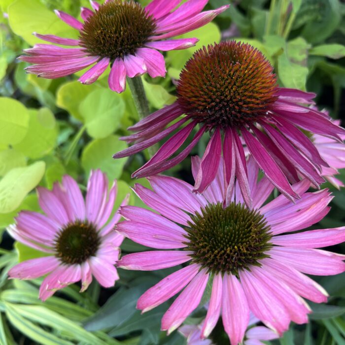 echinacea Sunseeker rosy in august