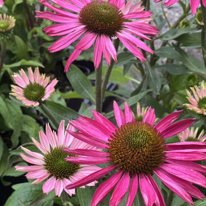 echinacea Sunseeker rosy in august