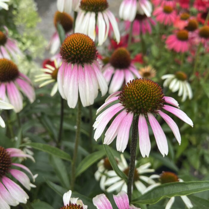 echinacea pretty parasols