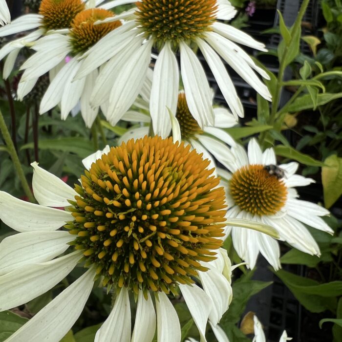 echinacea white swan