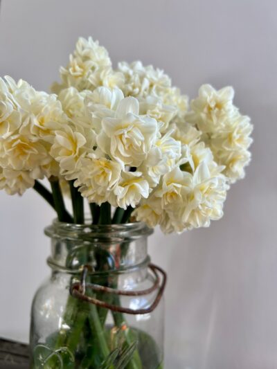 narcissus sir winston Churchill in a vase