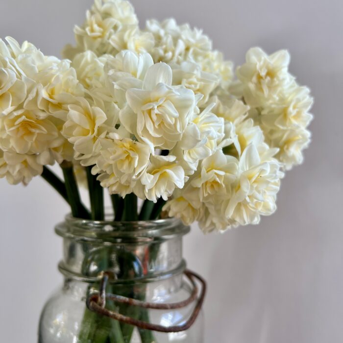 narcissus sir winston Churchill in a vase