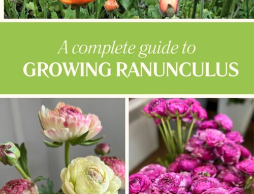 A Complete Guide to Growing Ranunculus