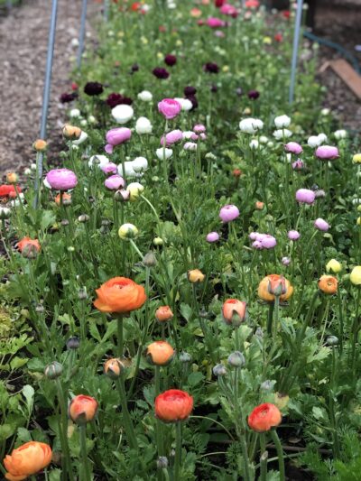 Ranunculus mixed bed