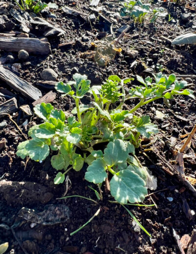 Ranunculus growing