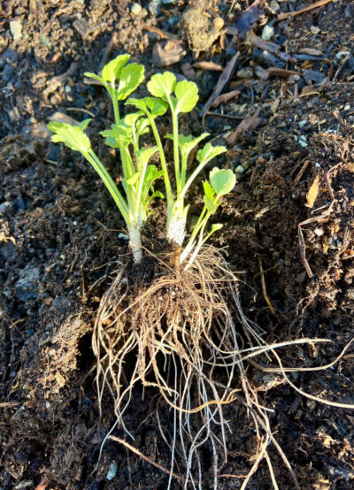 Ranunculus pre sprouted