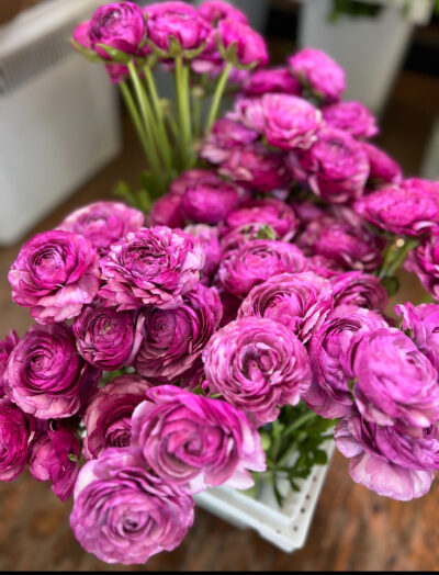 ranunculus Loubeyers in bucket May