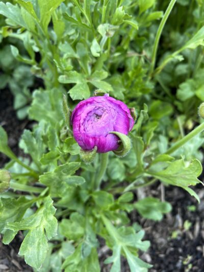 Ranunculus Romance™ 'Loubeyers' (Loubeyers Romance Ranunculus) corms - Image 3