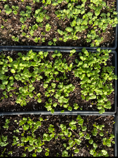 ranunculus growing in seed trays