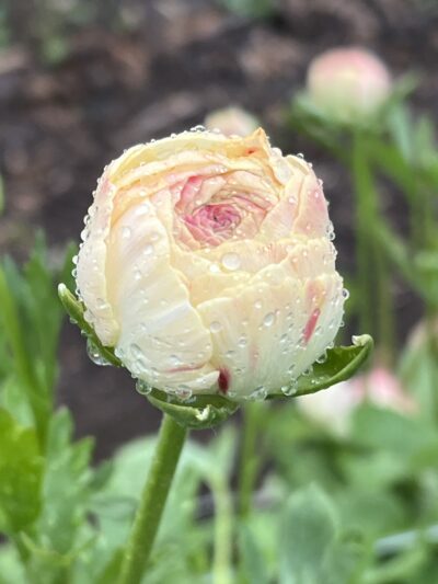 ranunculus hydra in bud