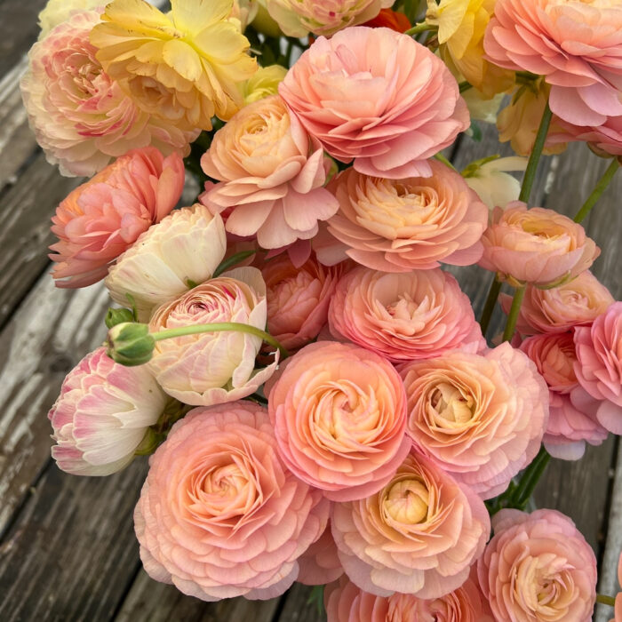 ranunculus salerno bucket