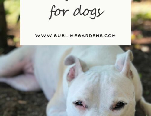 Creating Sensory Gardens for Dogs: A Haven of Exploration and Enrichment