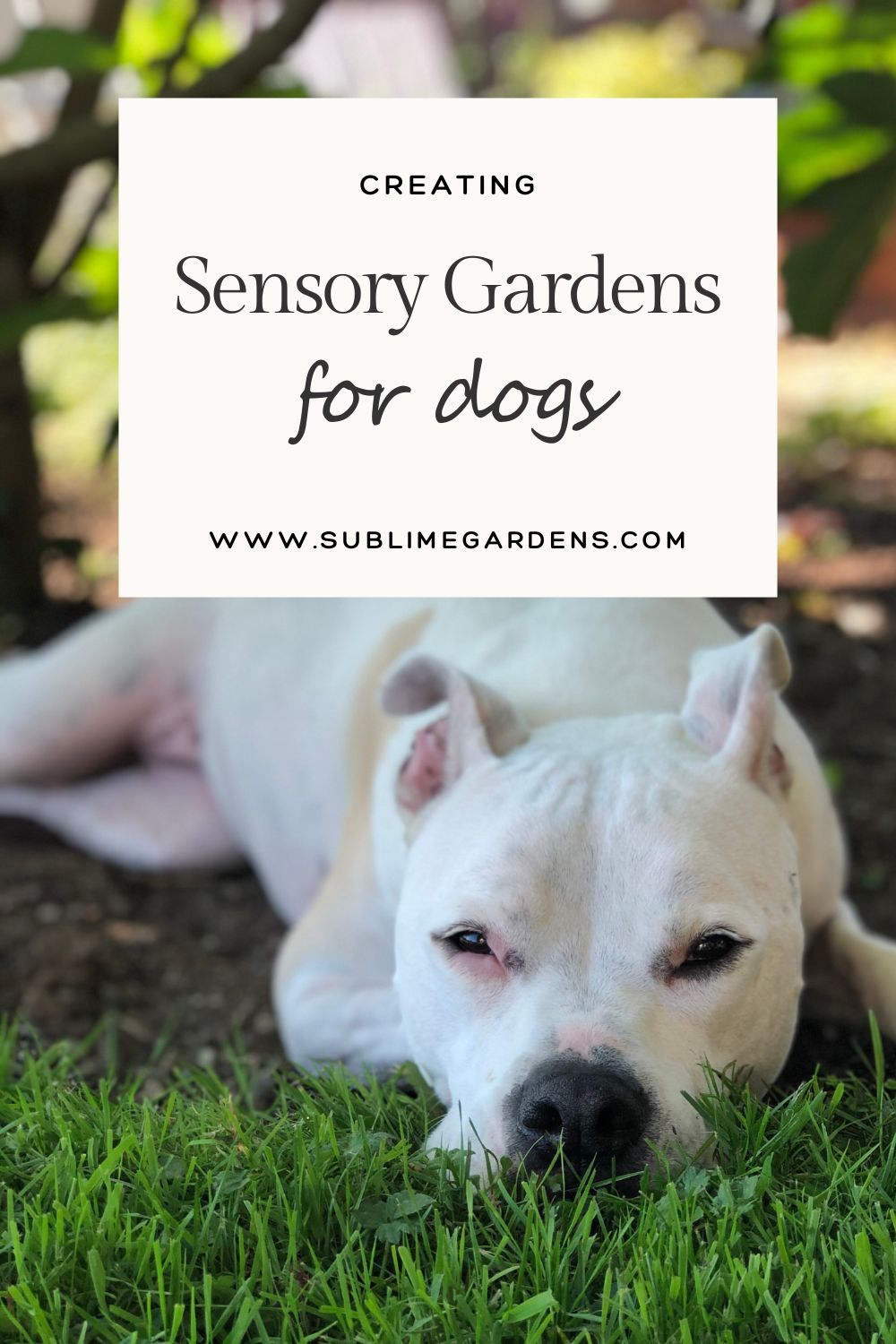 Creating Sensory Gardens for Dogs Blog POst