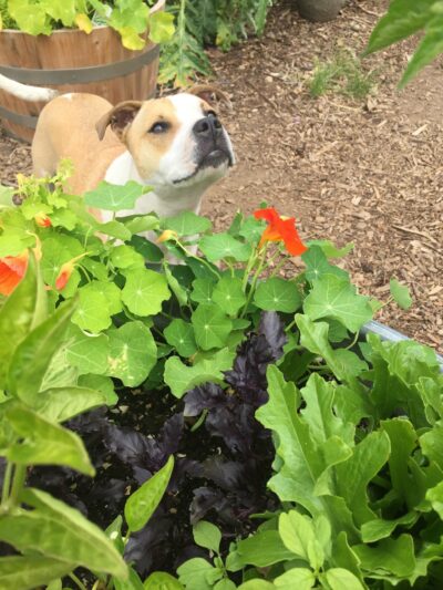 Sensory garden for dogs_edible plants