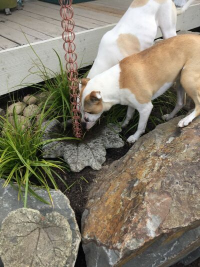 Sensory gardens for dogs_water feature