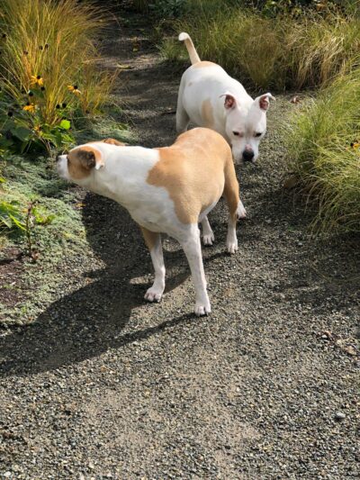 Sensory gardens for dogs_exploring