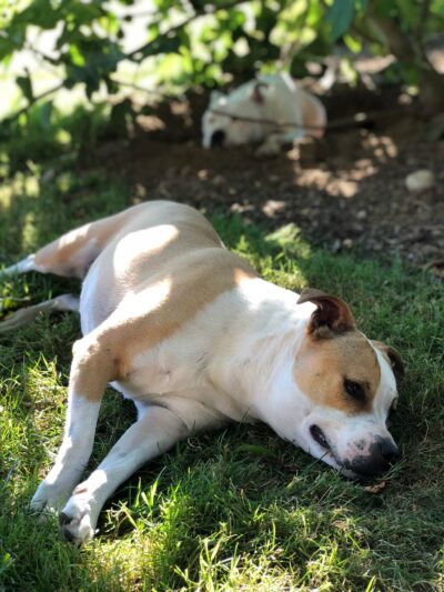 Sensory gardens for dogs_lying in soft grass