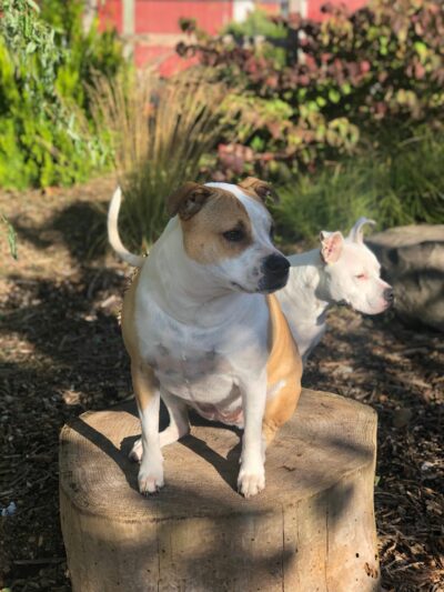 Sensory gardens for dogs_sitting on a stump