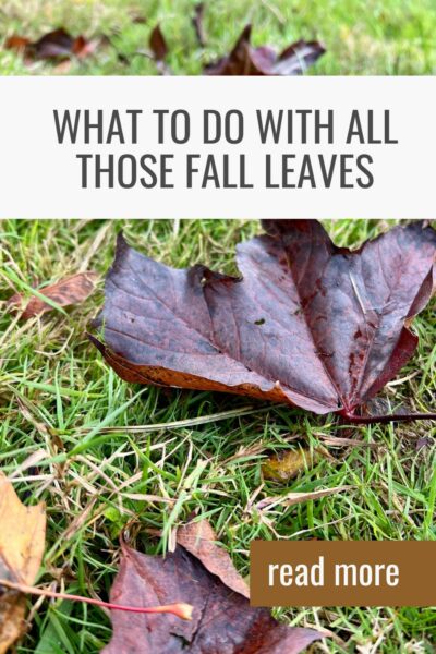 What to do with all those fall leaves
