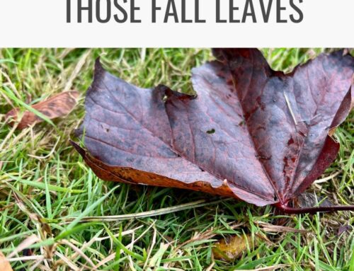 What to Do With All Those Fall Leaves (Hint: Don’t Get Rid of Them!)