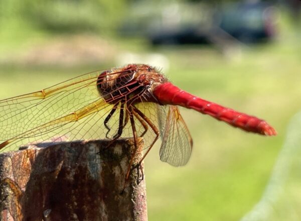 beneficial insect dragonfly in resilient garden